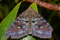 Speiredonia