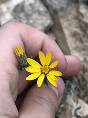 Heterotheca marginata