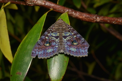 Speiredonia