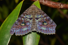 Speiredonia