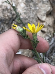 Heterotheca marginata