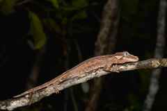 Rhacodactylus auriculatus