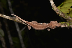 Rhacodactylus auriculatus