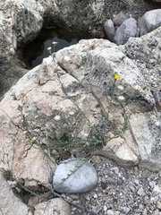 Heterotheca marginata