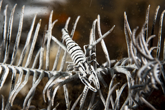 Laomenes amboinensis