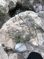 Heterotheca marginata