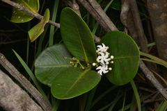 Melodinus balansae
