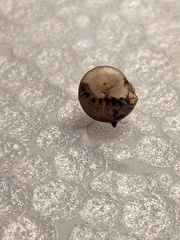 Coneuplecta calculosa