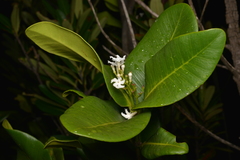 Melodinus balansae