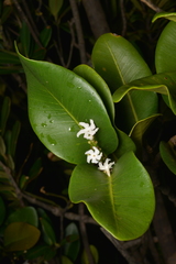 Melodinus balansae