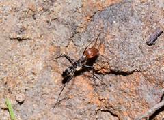 Iridomyrmex rubriceps