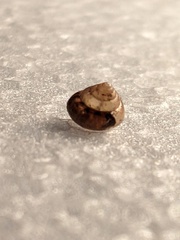 Coneuplecta calculosa