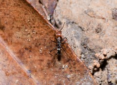 Iridomyrmex rubriceps