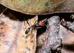 Iridomyrmex rubriceps