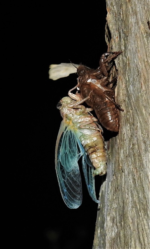 標本 Australia Cicadoidea sp. 65mm large.jpeg