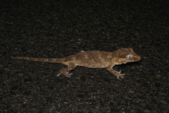 Rhacodactylus auriculatus