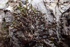 Frullania brittoniae