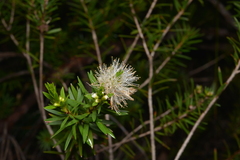Melaleuca gnidioides
