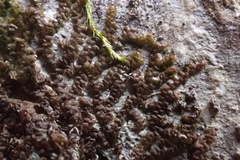 Frullania brittoniae