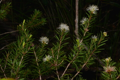 Melaleuca gnidioides
