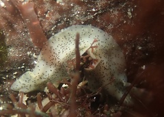 Enchiridium punctatum
