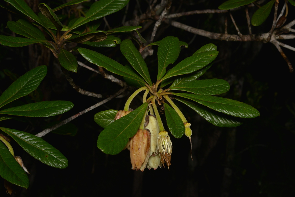 Dubouzetia confusa