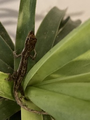 Anolis schiedii