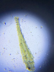 Archidium tenerrimum