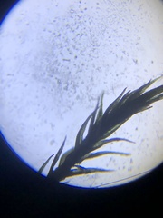 Archidium tenerrimum