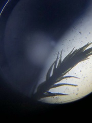 Archidium tenerrimum