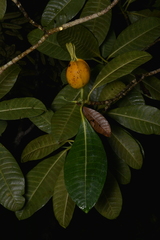 Gardenia aubryi