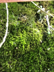 Archidium tenerrimum