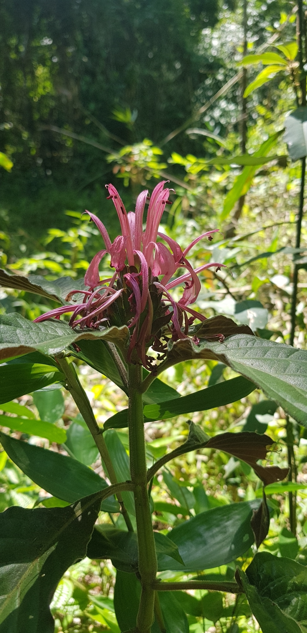 Justicia carnea