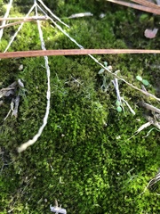 Archidium tenerrimum