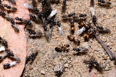 Opisthopsis picta