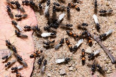 Opisthopsis picta
