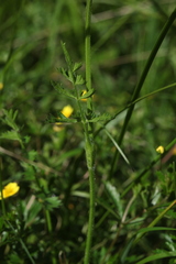 Pastinaca aurantiaca