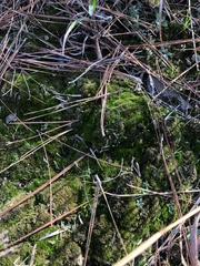 Archidium tenerrimum