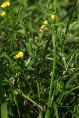 Pastinaca aurantiaca
