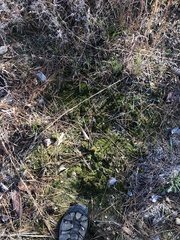 Archidium tenerrimum