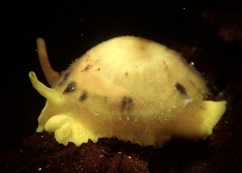 Yellow Umbrella Slug (Nudibranchs and Other Sea Slugs of California ...