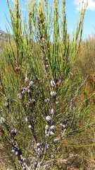 Allocasuarina rupicola