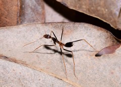 Leptomyrmex rothneyi