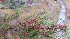 Allocasuarina rupicola