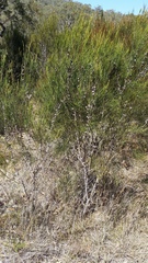 Allocasuarina rupicola