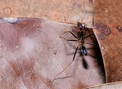 Leptomyrmex rothneyi