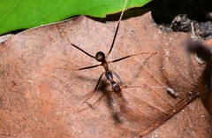 Leptomyrmex rothneyi