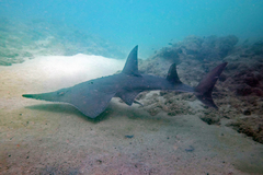 Rhynchobatus australiae