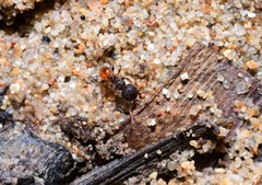 Pheidole longiceps doddi