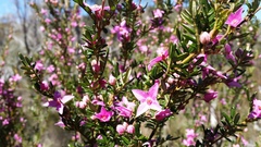 Boronia amabilis